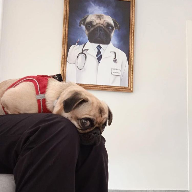 Kişiye Özel Evcil Hayvan Kanvas Tablosu - Pet Kanvas Tablo - Evcil Hayvan Tablosu- Kişiye Özel Evcil Hayvan Tablosu